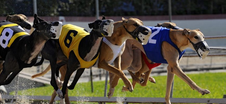 Как правильно делать ставки на собачьи бега по стратегии