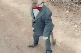 Джубизм каппер